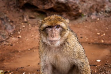 Barbar Macaque Maymunu, Ouzoud şelalelerinin, Fas 'ın, Afrika' nın arka planında yeşil yapraklarla Atlas Dağları 'nda yerde oturuyor.