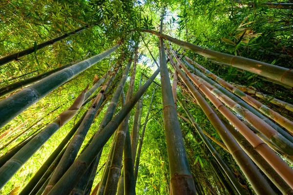 Zielone Bambusowe Tło Dołu Góry Widok Gaju Bambusowego Lasu Ogrodowego — Zdjęcie stockowe