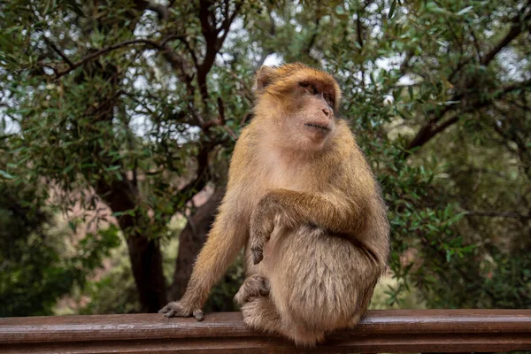 Barbary Macaque Monkey Földön Nagy Atlasz Hegyi Erdők Zöld Levelek — Stock Fotó