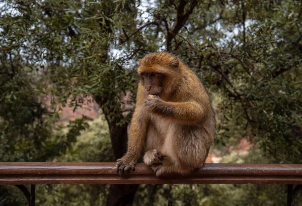 Barbar Macaque Maymunu Ouzoud Şelalelerinin Fas Afrika Nın Arka Planında — Stok fotoğraf
