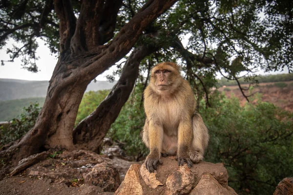 Barbary Macaque Monkey Földön Nagy Atlasz Hegyi Erdők Zöld Levelek — Stock Fotó