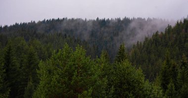 Kışın havadan çekilmiş taze yeşil bir çam ormanı. Bulgaria 'nın yukarıdan yaptığı dağlık arazi manzarası. Noel ağaçlarının sisli olduğu sabah manzarası