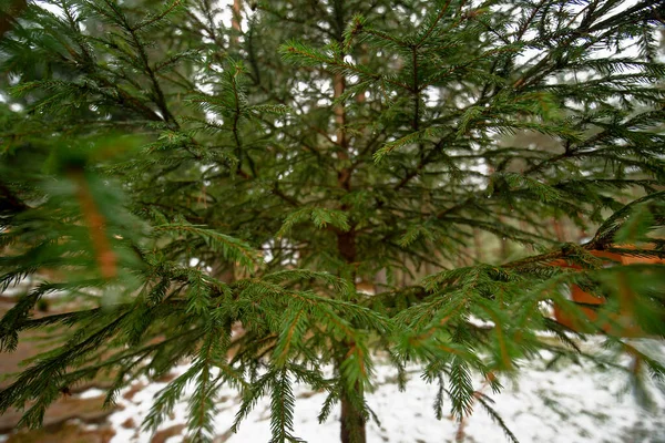 Arrière Plan Une Texture Branches Vert Arbre Fourrure Pour Une — Photo