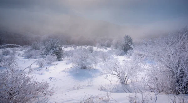 Manhã Fria Inverno Floresta Montanha Com Abetos Cobertos Neve Esplêndida — Fotografia de Stock