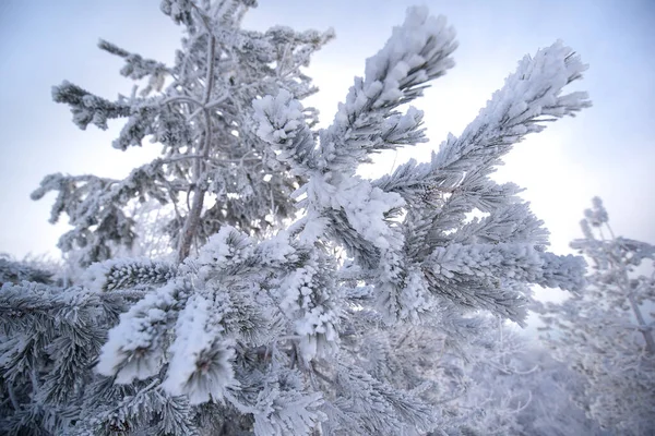 Hideg Téli Reggel Hegyi Erdőben Hóval Borított Fenyőfákkal Csodálatos Szabadtéri — Stock Fotó