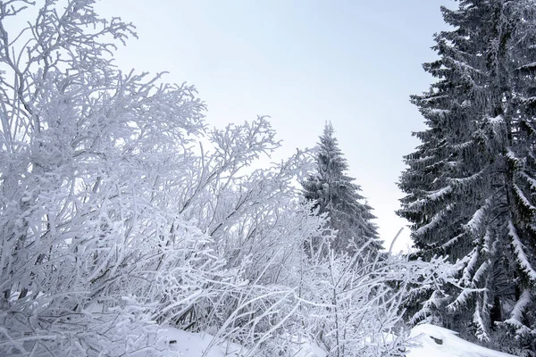 Dimineața Rece Iarnă Pădurea Munte Brazi Acoperiți Zăpadă Scenă Splendidă — Fotografie, imagine de stoc