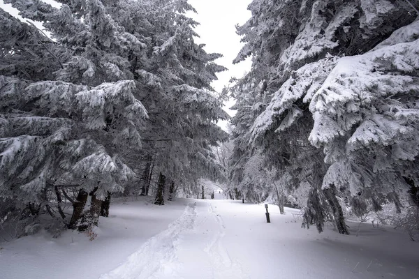 Cold Winter Morning Mountain Forest Snow Covered Fir Trees Splendid — Stock Photo, Image