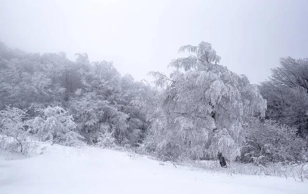 Manhã Fria Inverno Floresta Montanha Com Abetos Cobertos Neve Esplêndida — Fotografia de Stock