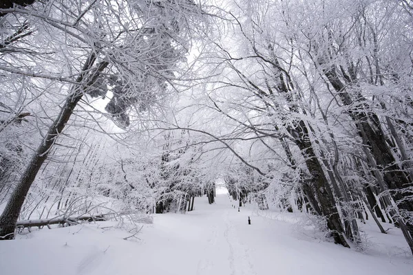 Cold Winter Morning Mountain Forest Snow Covered Fir Trees Splendid Stock Photo