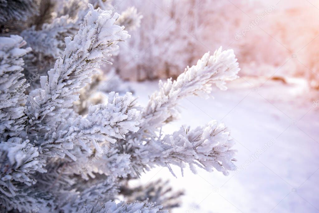 Cold winter morning in mountain forest with snow covered fir trees. Splendid outdoor scene of Stara Planina mountain in Bulgaria. Beauty of nature concept background landscape