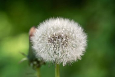 Beyaz tüylü karahindiba, doğal yeşil bulanık bahar arka planı, seçici odak.