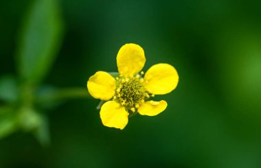 Gözyaşı tohumu çiçeği yakın plan. Yeşil enerji, petrol endüstrisi ve bal fabrikası için Colza (kanola) fabrikası. Bulanık arkaplanda tecavüz tohumu çiçeği makro görünümü.