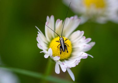 Küçük böcek çekirgesi beyaz papatya çiçeğinin doğasında yakın çekim makro görüntüsü. 