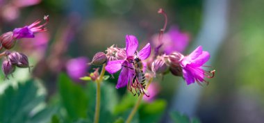Bal arısı, bahar günü sıcak güneş ışığıyla pembe çiçekleri döller. Bir çiçekten nektar toplamak
