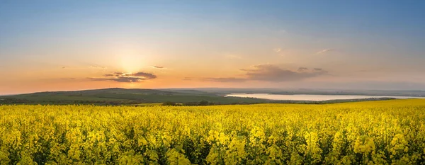 夕日の菜の花畑 菜の花のパノラマ 夏に畑でレイプ 明るい黄色の菜種油 — ストック写真