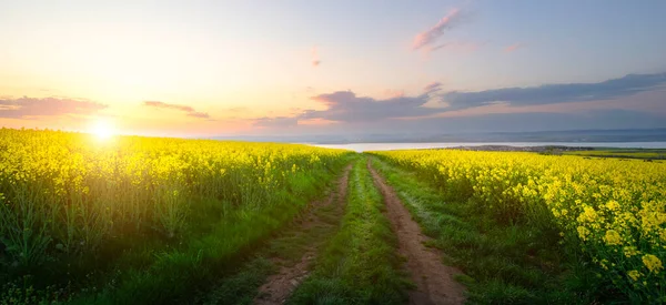 Rapeseed Field Sunset Blooming Canola Flowers Panorama Rape Field Summer — Stock Photo, Image