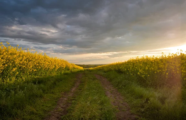 Champ Colza Coucher Soleil Panorama Des Fleurs Canola Fleurs Viol — Photo