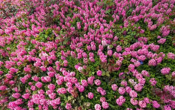 Voorjaar Roze Hyacinten Veld Bloeiend Lenteveld Met Kleurrijke Hyacinten Bloemen — Stockfoto