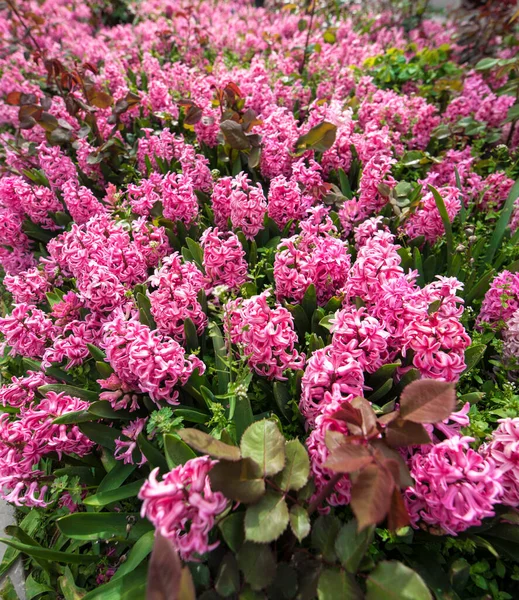 Voorjaar Roze Hyacinten Veld Bloeiend Lenteveld Met Kleurrijke Hyacinten Bloemen — Stockfoto