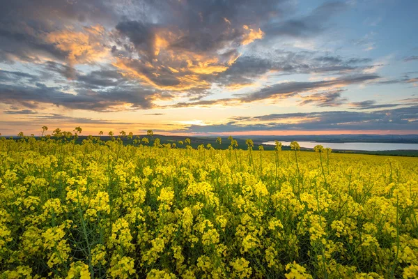 夕日の菜の花畑 菜の花のパノラマ 夏に畑でレイプ 明るい黄色の菜種油 — ストック写真