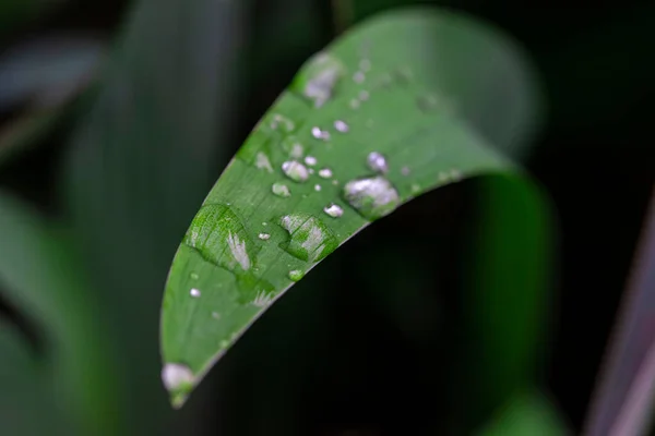 Krásná Kapka Vody List Přírodě Close Makro Čerstvý Šťavnatý Zelený — Stock fotografie