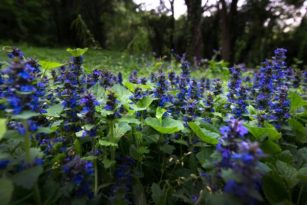 麝香花 Muscari Armeniacum 葡萄Hyacinths 橘红色背景的蓝花 — 图库照片