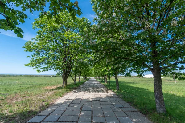 Caminho Antigo Entre Árvores Floresta Pliska Bulgária Bela Paisagem Primavera — Fotografia de Stock