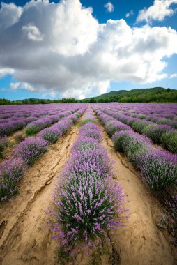 Bulgaristan 'ın Burgaz kenti yakınlarındaki güzel lavanta tarlası yaz manzarası. Provence France 'a benziyor.