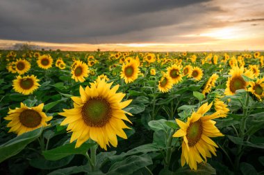 Güzel yaz günbatımı gökyüzünün altında ayçiçeği tarlası. Tarım arazisi