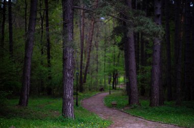 Spruce Ağaçları Doğal Ormanı. Büyülü ağaçlarla dolu renkli bir manzara ve rüya gibi baharın yeşil ormanında yolu olan manzaralar. Bulgaristan 'ın geniş ülke manzarası