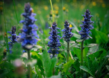 Halı bugleweed, yaygın bugleweed (Ajuga reptans). Bahar bahçesindeki mavi yabani otların dikenlerini kapatın. Yumuşak odaklanma. Güzel çiçekler..