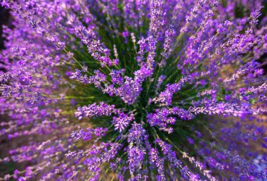 Kozmetik amaçlar için yetişen çiçek açan çalılarla dolu yoğun mor lavanta tarlası. Günbatımı zamanı gökyüzü kümülüs bulutları ve güneş ışınlarıyla dolu. Bulgaristan 'ın Burgaz kenti. 