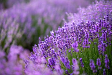 Kozmetik amaçlar için yetişen çiçek açan çalılarla dolu yoğun mor lavanta tarlası. Günbatımı zamanı gökyüzü kümülüs bulutları ve güneş ışınlarıyla dolu. Bulgaristan 'ın Burgaz kenti. 