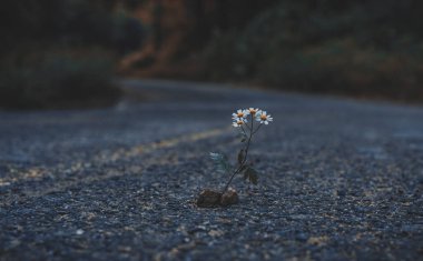 Yolun kenarında büyüyen yalnız bir bitki. Yalnız bir çiçek asfalt yolda yolunu buldu. Klasik görünüm