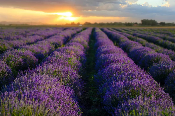 Lavendelfeld Mit Blühenden Lila Sträuchern Die Für Kosmetische Zwecke Angebaut — Stockfoto