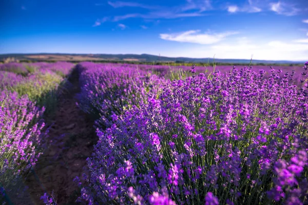 Schöne Lavendelfeld Sommerlandschaft Der Nähe Von Burgas Bulgarien Sieht Aus — Stockfoto