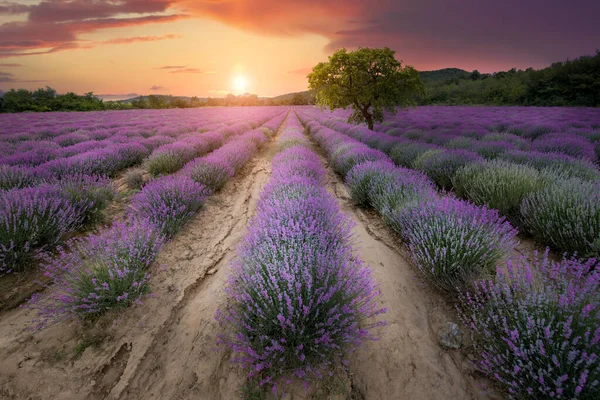 Lavender Field Blooming Purple Bushes Grown Cosmetic Purposes Sunset Time — Stock Photo, Image