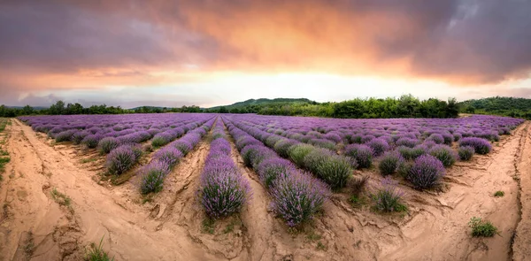 Campo Lavanda Con Arbustos Púrpuras Florecientes Cultivados Con Fines Cosméticos — Foto de Stock