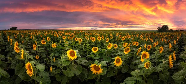 Campo Girasoli Sotto Bellissimo Cielo Tramonto Estivo Panorama Paesaggio Agricolo — Foto Stock