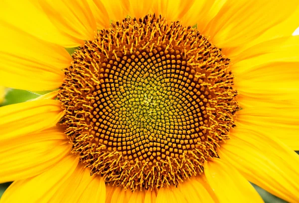 Primo Piano Girasole Fiore Biologico Naturale Sfondo Giallo Vista Macro — Foto Stock