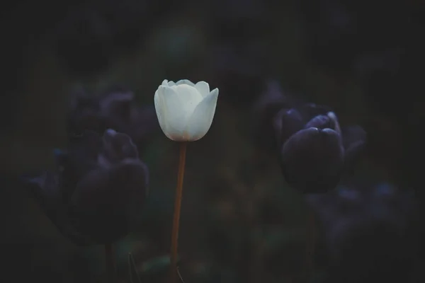 Biały Tulipan Alabastrowy Kwitnący Wśród Czarnej Królowej Nocnych Tulipanów Klasyczny — Zdjęcie stockowe