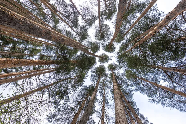Vacker Stor Grön Krona Höga Träd Skogen Med Solljus Bottenvy — Stockfoto