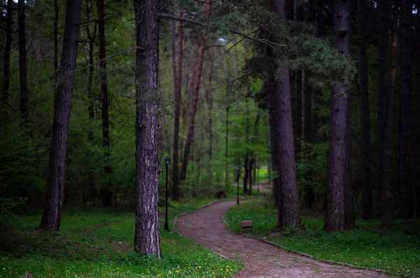 Natürlicher Fichtenwald Bunte Landschaft Mit Verzauberten Bäumen Und Landschaft Mit — Stockfoto