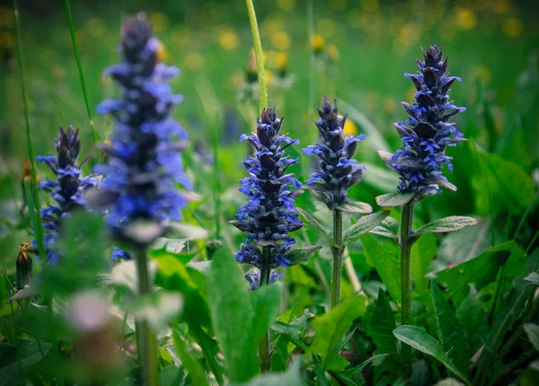 Halı bugleweed, yaygın bugleweed (Ajuga reptans). Bahar bahçesindeki mavi yabani otların dikenlerini kapatın. Yumuşak odaklanma. Güzel çiçekler..