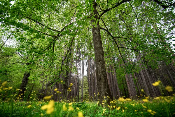 Piękna Zielona Korona Wysokich Drzew Lesie Światłem Słonecznym Żółtymi Kwiatami — Zdjęcie stockowe