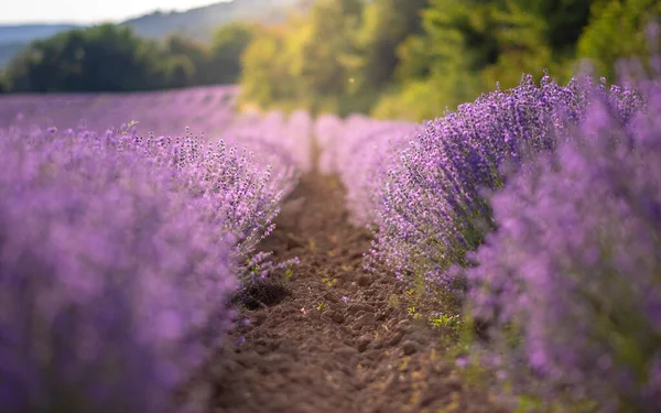 Intense Purple Lavender Field Blooming Bushes Grown Cosmetic Purposes Sunset — Stock Photo, Image