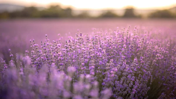 Intense Purple Lavender Field Blooming Bushes Grown Cosmetic Purposes Sunset — Stock Photo, Image