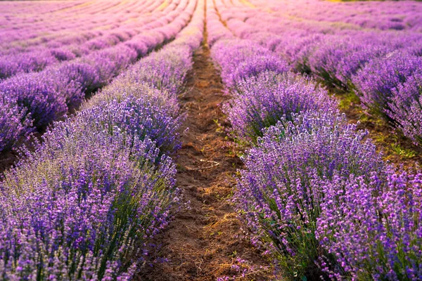 Campo Lavanda Púrpura Intenso Con Arbustos Florecientes Cultivados Con Fines — Foto de Stock