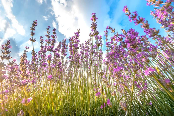 Lavender field with blooming purple bushes grown for cosmetic purposes. Sunset time with sky filled with cumulus clouds and rays sunlight.  near Burgas, Bulgaria. 