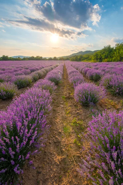 Campo Lavanda Com Arbustos Roxos Florescentes Cultivados Para Fins Cosméticos — Fotografia de Stock